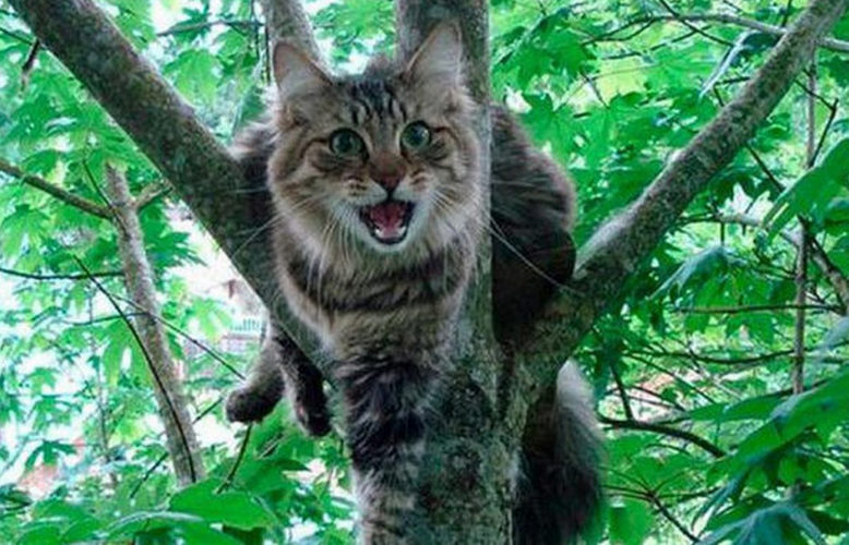 Why the cat climbs a tree, and then can not get down