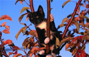 фото кошка застряла на дереве